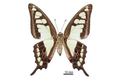 寬帶青鳳蝶 Graphium cloanthus kuge 雌蟲