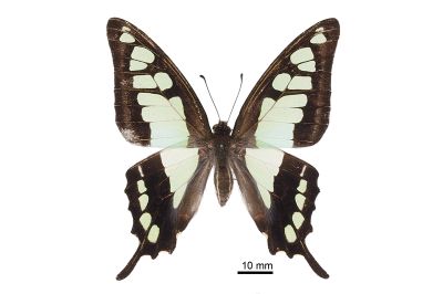 寬帶青鳳蝶 Graphium cloanthus kuge 雌蟲