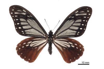 Chilasa agestor matsumurae 雄蟲