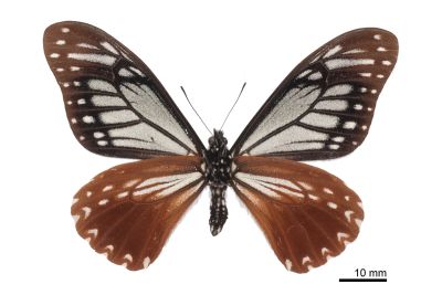 Chilasa agestor matsumurae 雄蟲