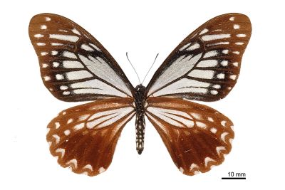 Chilasa agestor matsumurae 雌蟲