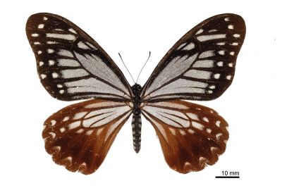 Chilasa agestor matsumurae 雌蟲