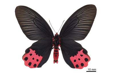 曙鳳蝶 Atrophaneura horishana 雄蟲