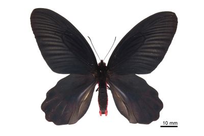 曙鳳蝶 Atrophaneura horishana 雄蟲