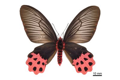 曙鳳蝶 Atrophaneura horishana 雌蟲