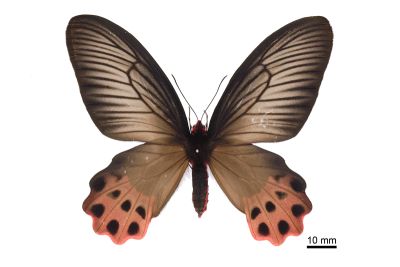 曙鳳蝶 Atrophaneura horishana 雌蟲