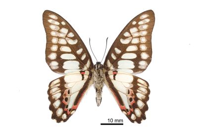 木蘭青鳳蝶 Graphium doson postianus 雄蟲