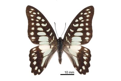 木蘭青鳳蝶 Graphium doson postianus 雄蟲
