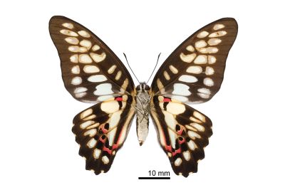 木蘭青鳳蝶 Graphium doson postianus 雌蟲