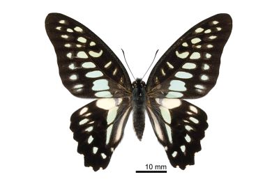 木蘭青鳳蝶 Graphium doson postianus 雌蟲