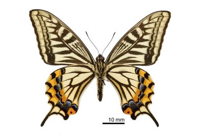柑橘鳳蝶 Papilio xuthus