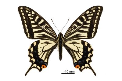 柑橘鳳蝶 Papilio xuthus