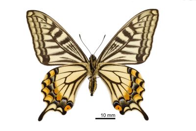 柑橘鳳蝶 Papilio xuthus