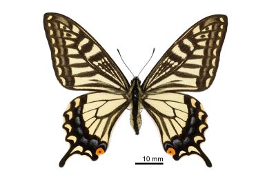 柑橘鳳蝶 Papilio xuthus