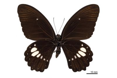 無尾白紋鳳蝶 Papilio castor formosanus 雄蟲