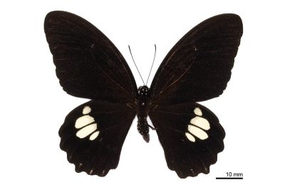無尾白紋鳳蝶 Papilio castor formosanus 雄蟲