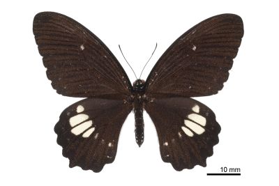 無尾白紋鳳蝶 Papilio castor formosanus 雌蟲