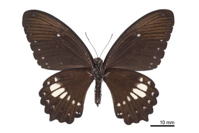無尾白紋鳳蝶 Papilio castor formosanus 雌蟲