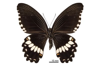 玉帶鳳蝶菲律賓亞種 Papilio polytes ledebouria