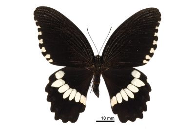 玉帶鳳蝶菲律賓亞種 Papilio polytes ledebouria