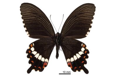 玉帶鳳蝶 Papilio polytes polytes 雄蟲