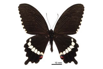 玉帶鳳蝶 Papilio polytes polytes 雄蟲