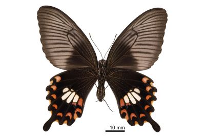 玉帶鳳蝶 Papilio polytes polytes 雌蟲