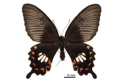 玉帶鳳蝶 Papilio polytes polytes 雌蟲