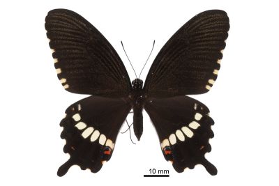 玉帶鳳蝶 Papilio polytes polytes 雌蟲