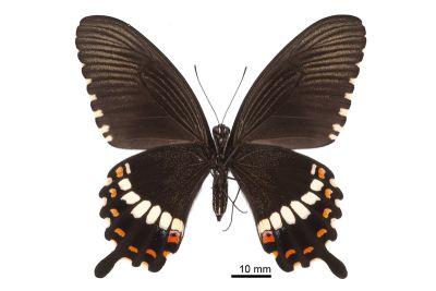 玉帶鳳蝶 Papilio polytes polytes 雌蟲