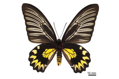 珠光裳鳳蝶 Troides magellanus sonani 雌蟲
