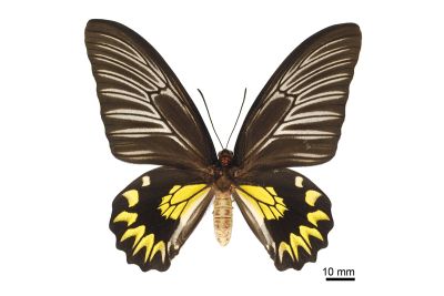 珠光裳鳳蝶 Troides magellanus sonani 雌蟲