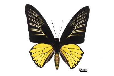 珠光裳鳳蝶 Troides magellanus sonani 雄蟲