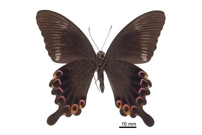 琉璃翠鳳蝶 Papilio paris nakaharai 雄蟲