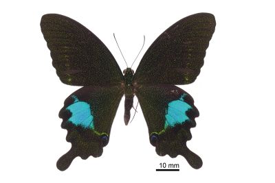 琉璃翠鳳蝶 Papilio paris nakaharai 雄蟲