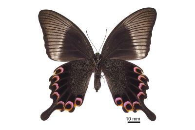 琉璃翠鳳蝶 Papilio paris nakaharai 雌蟲