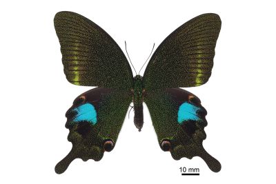 琉璃翠鳳蝶 Papilio paris nakaharai 雌蟲