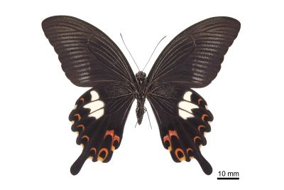 白紋鳳蝶 Papilio helenus fortunius 雄蟲