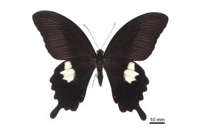 白紋鳳蝶 Papilio helenus fortunius 雄蟲