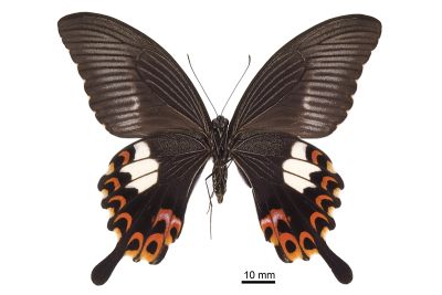 白紋鳳蝶 Papilio helenus fortunius 雌蟲