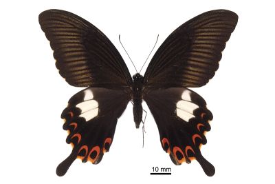 白紋鳳蝶 Papilio helenus fortunius 雌蟲