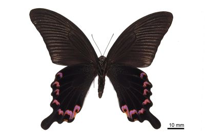 穹翠鳳蝶 Papilio dialis tatsuta 雄蟲