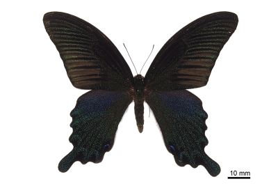 穹翠鳳蝶 Papilio dialis tatsuta 雄蟲