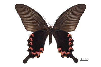 穹翠鳳蝶 Papilio dialis tatsuta 雌蟲