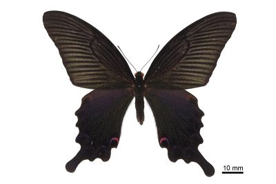 穹翠鳳蝶 Papilio dialis tatsuta 雌蟲
