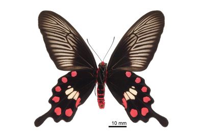 Pachliopta aristolochiae interposita 雄蟲