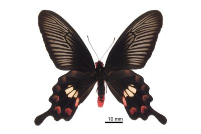 Pachliopta aristolochiae interposita 雄蟲