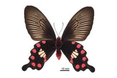 Pachliopta aristolochiae interposita 雌蟲