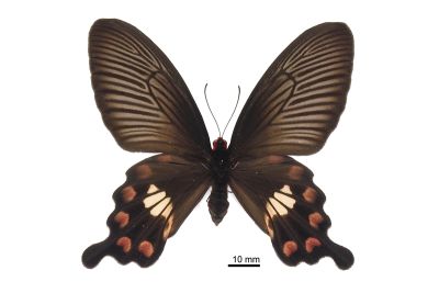 Pachliopta aristolochiae interposita 雌蟲