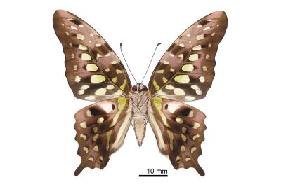 翠斑青鳳蝶 Graphium agamemnon 雌蟲